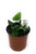 FlowerPotNursery Heart Maidenhair Fern Tongue Fern Hemionitis arifolia 4" Pot