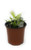 FlowerPotNursery Spathiphyllum Gold Peace Lily Spathiphyllum sp. Golden 4" Pot