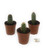 FlowerPotNursery Upright Vertical Columnar Cactus spp. Cacti Mix 2" Pot 3 Pack