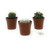 FlowerPotNursery Round Barrel Circular Cactus spp. Cacti Mix 2" Pot 3 Pack