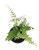 FlowerPotNursery Giant Maidenhair Adiantum polyphyllum 4" Pot