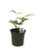 FlowerPotNursery Giant Maidenhair Adiantum polyphyllum 4" Pot