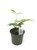 FlowerPotNursery Giant Maidenhair Adiantum polyphyllum 4" Pot
