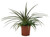 FlowerPotNursery Dyckia Terrestrial Bromeliad Dyckia sp. Red 4" Pot