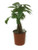 FlowerPotNursery Lucky Money Tree Plant Braided Pachira aquatica 1 Gallon Pot