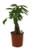 FlowerPotNursery Lucky Money Tree Plant Braided Pachira aquatica 1 Gallon Pot