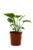 FlowerPotNursery Philodendron Hope Philodendron sp. hope 4” Pot