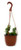 FlowerPotNursery Hindu Rope Hoya Wax Plant Hoya carnosa Hindu Rope 6" Basket