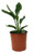 FlowerPotNursery Bird Of Paradise Blue Orange Strelitzia reginae 1 Gallon Pot