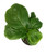 FlowerPotNursery Fiddle Leaf Fig Suncoast Ficus lyrata Suncoast 1 Gallon Pot