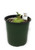 FlowerPotNursery Mirliton Chayote Veg. Fruit Sechium edule 1 Gallon Pot Organic