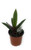 FlowerPotNursery Moses in the Cradle Oyster Plant Tradescantia spathacea 4" Pot
