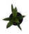 FlowerPotNursery Moses in the Cradle Oyster Plant Tradescantia spathacea 4" Pot