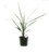 FlowerPotNursery Peko Cordyline Cordyline australis Peko 4" Pot