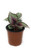 FlowerPotNursery Rex Begonia Salsa Begonia rex Salsa 4" Pot