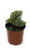 FlowerPotNursery Rex Begonia Tap Dance Begonia rex Tap Dance 4" Pot