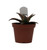 FlowerPotNursery Christmas Carol Aloe Vera Aloe sp. Christmas Carol 4" Pot