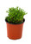 FlowerPotNursery Avatar Spikemoss Selaginella sp. Avatar 4" Pot