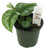 FlowerPotNursery Silver Satin Pothos Scindapsus pictus Argyraeus 4" Pot