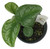 FlowerPotNursery Silver Satin Pothos Scindapsus pictus Argyraeus 4" Pot