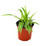 FlowerPotNursery Variegated Irish Spider Chlorophytum comosum V. Irish 4" Pot
