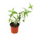 FlowerPotNursery Bat Face Plant Cuphea llavea Batface 4" Pot