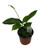 FlowerPotNursery Mandevilla Bride's Cascade M. splendens Bride's Cascade 4" Pot