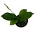 FlowerPotNursery Mandevilla Bride's Cascade M. splendens Bride's Cascade 4" Pot