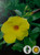FlowerPotNursery Yellow Allamanda Allamanda hendersonii Yellow 4" Pot