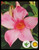 FlowerPotNursery Mandevilla Fury Pink Mandevilla sp. Fury Pink 4" Pot