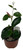 FlowerPotNursery Mandevilla Fury Pink Mandevilla sp. Fury Pink 4" Pot