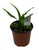 FlowerPotNursery Spathiphyllum Petite Peace Lily Spathiphyllum sp. Petite 4" Pot