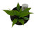 FlowerPotNursery Spathiphyllum Petite Peace Lily Spathiphyllum sp. Petite 4" Pot