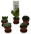 FlowerPotNursery Assorted Succulents Spp. spp. 1" Pot with Saucer 5 Pack