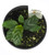 FlowerPotNursery Calathea Freddie Calathea Concinna Freddie 4" Pot