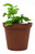 FlowerPotNursery Pacifica Maidenhair Fern Adiantum sp. Pacifica 4" Pot