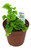 FlowerPotNursery Pacifica Maidenhair Fern Adiantum sp. Pacifica 4" Pot