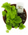 FlowerPotNursery Pacifica Maidenhair Fern Adiantum sp. Pacifica 4" Pot