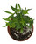 FlowerPotNursery Summer Snapdragon Blue Angelonia angustifolia Blue 4” Pot