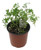 FlowerPotNursery Common German Thyme Thymus vulgaris 4” Pot