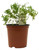 FlowerPotNursery Common German Thyme Thymus vulgaris 4” Pot