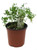 FlowerPotNursery Common German Thyme Thymus vulgaris 4” Pot