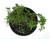 FlowerPotNursery Common German Thyme Thymus vulgaris 4” Pot