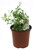 FlowerPotNursery Lemon Thyme Thymus citriodorus Lemon 4” Pot