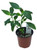 FlowerPotNursery Pentas Starburst Pentas lanceolata Starburst 4” Pot