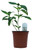 FlowerPotNursery Pentas Starburst Pentas lanceolata Starburst 4” Pot