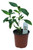 FlowerPotNursery Pentas Starburst Pentas lanceolata Starburst 4” Pot
