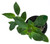 FlowerPotNursery Pentas Starburst Pentas lanceolata Starburst 4” Pot