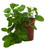 FlowerPotNursery Mint Mojito Mentha villosa Mojito 4” Pot