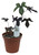 FlowerPotNursery Blackie Sweet Potato Vine Ipomoea batatas Blackie 4” Pot